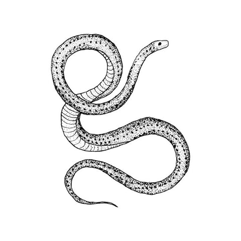 Tattly Temporary Tattoos 2pk - Serpent