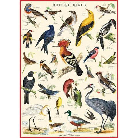Cavallini Vintage Art Poster - British Birds (Ó)