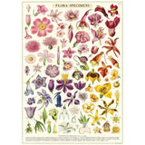 Cavallini Vintage Art Poster - Flora Specimens (Ó)