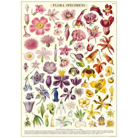Cavallini Vintage Art Poster - Flora Specimens (Ó)