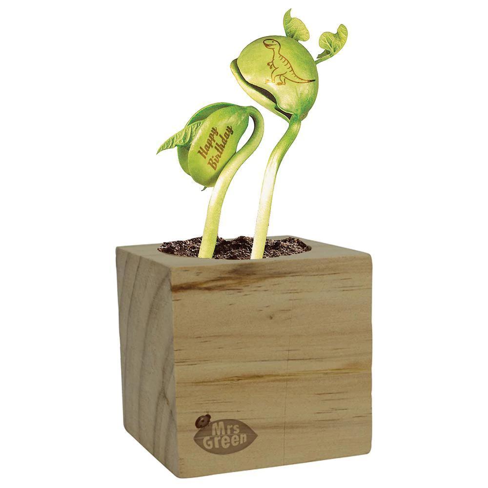 Mrs. Green Garden Kit - Magic Bean – Midoco Art & Office Supplies