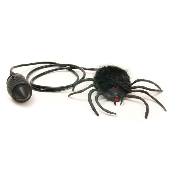 Lord Phartwell's Hairy Scary Jumping Spider