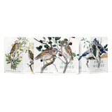 Field Notes Notebook 3pk, Lined - Trees & Birds of North America: Pack A