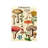 Cavallini Mini Notebook Set 3pk - Mushrooms, Mixed Paper