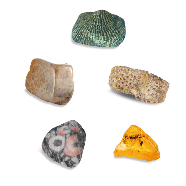 Thames & Kosmos I Dig It! Fossils - Real Fossils Excavation Kit