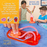 Wow in the World Science Kit - The Amazing Human Body