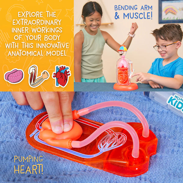 Wow in the World Science Kit - The Amazing Human Body