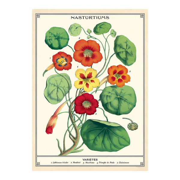 Cavallini Vintage Art Poster - Nasturtiums