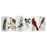 Field Notes Notebook 3pk, Lined: Trees & Birds of North America: Pack C