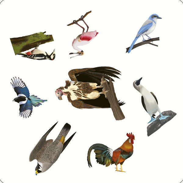 Kaddo Bird Spotter Matching Game