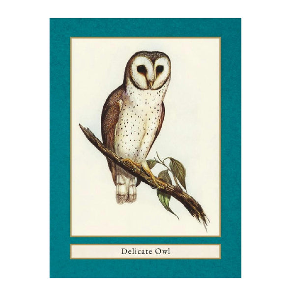Birds of the World: A Quiz & Matching Game for Bird Lovers