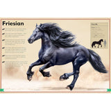 The Magnificent Book of Horses by Weldon Owen