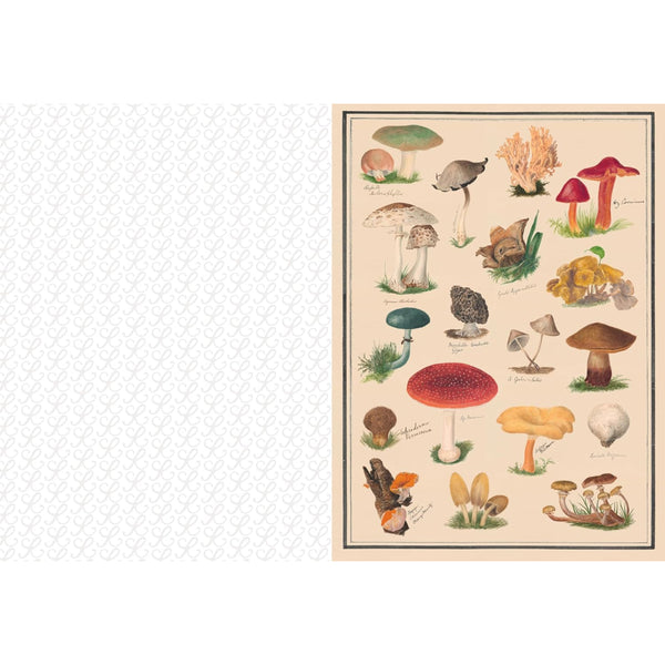 Chronicle Books The Collage Compendium: 2,000 Images to Cut Out & Collage