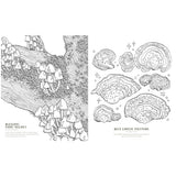 Quadrille Colouring Book - Into the Fungarium
