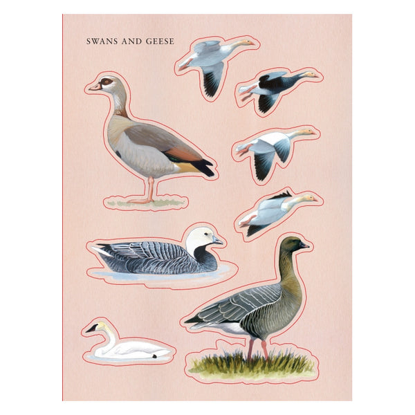 Sibley Birding Sticker Book Bird By David Allen Sibley