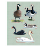 Sibley Birding Sticker Book Bird By David Allen Sibley