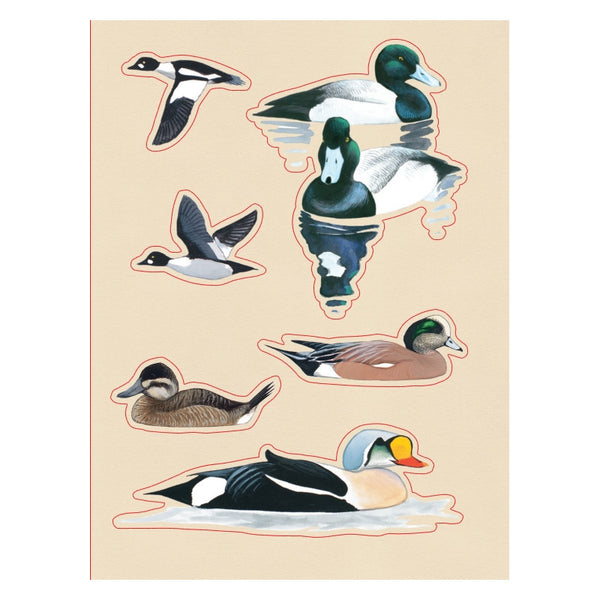 Sibley Birding Sticker Book Bird By David Allen Sibley