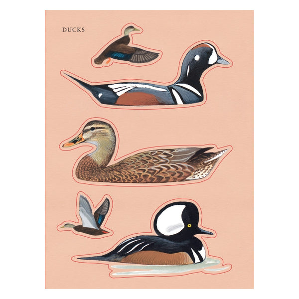 Sibley Birding Sticker Book Bird By David Allen Sibley