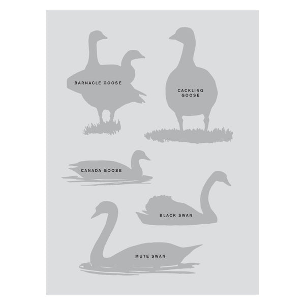 Sibley Birding Sticker Book Bird By David Allen Sibley