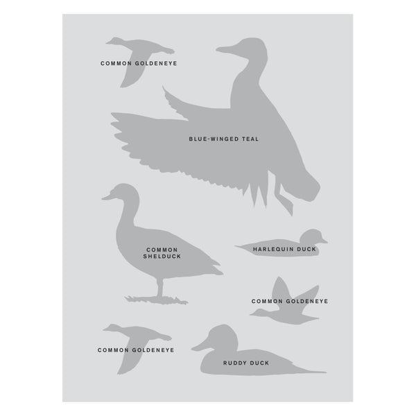 Sibley Birding Sticker Book Bird By David Allen Sibley