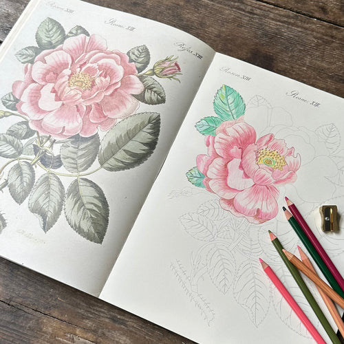 John Derian Colouring Book: Flowers