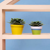 Clockwork Soldier Mini Paper Plant Kit - Soothing Succulent