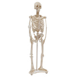 Fridolin 3D Paper Model - Skeleton