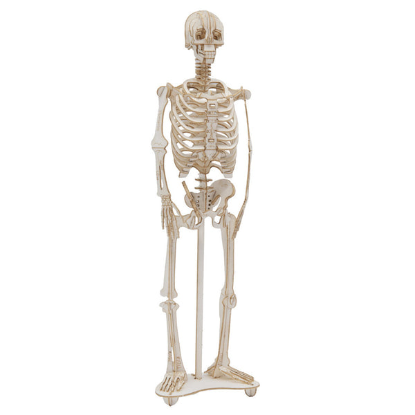 Fridolin 3D Paper Model - Skeleton