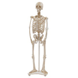 Fridolin 3D Paper Model - Skeleton