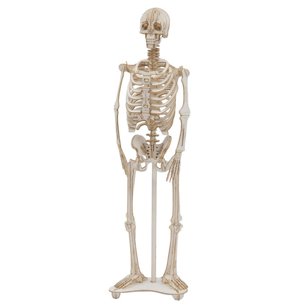 Fridolin 3D Paper Model - Skeleton