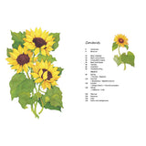 Leaping Hare Press Rewild Your Drawing: How to draw botanicals