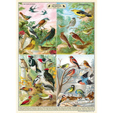 Cavallini Vintage Art Poster - Field Guide to Birds