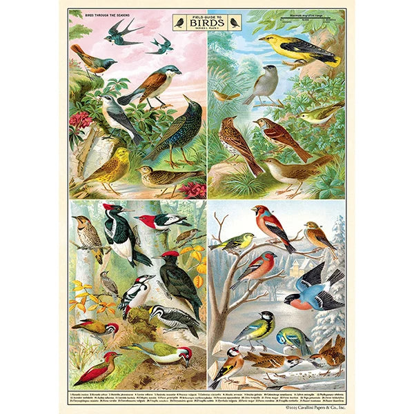 Cavallini Vintage Art Poster - Field Guide to Birds