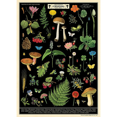 Cavallini Vintage Art Poster - Field Guide to Foraging