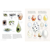 Quadrille Art Instruction Book - Birds In Watercolour