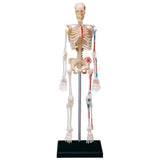 Tedco 4D Human Skeleton Anatomy Model Kit 46pc Educational Puzzle, Age 8+