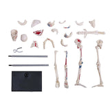 Tedco 4D Human Skeleton Anatomy Model Kit 46pc Educational Puzzle, Age 8+