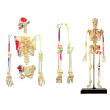 Tedco 4D Human Skeleton Anatomy Model Kit 46pc Educational Puzzle, Age 8+