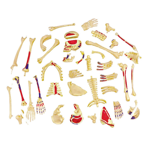 Tedco 4D Human Skeleton Anatomy Model Kit 46pc Educational Puzzle, Age 8+