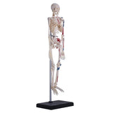 Tedco 4D Human Skeleton Anatomy Model Kit 46pc Educational Puzzle, Age 8+