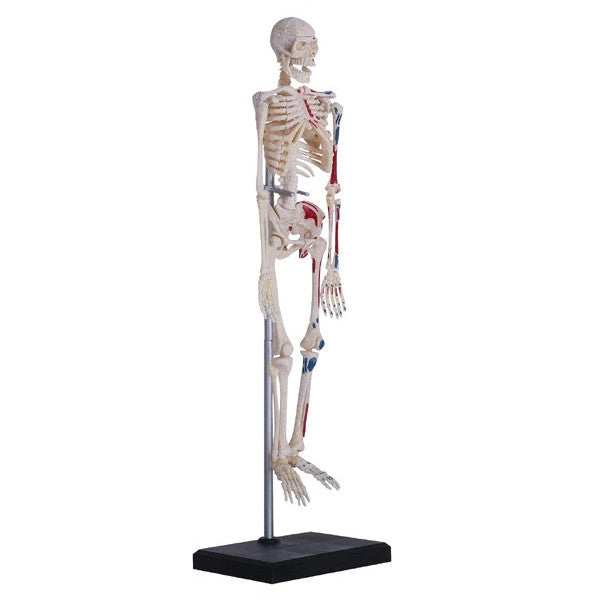 Tedco 4D Human Skeleton Anatomy Model Kit 46pc Educational Puzzle, Age 8+