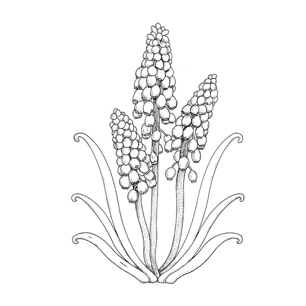 Creative Haven Colouring Book - Vintage Florals