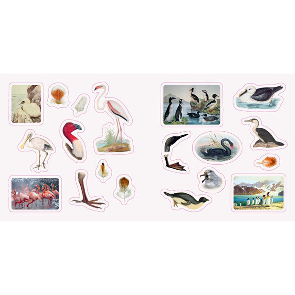 Birds: A Smithsonian Sticker Book By The Smithsonian Institution