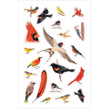 Julia Rothman Bird Anatomy Sticker Book