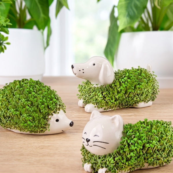 Gift Republic Mini Chia Planter Assortment