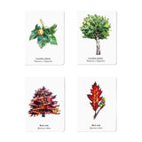 Laurence King Match A Leaf: A Tree Memory Game