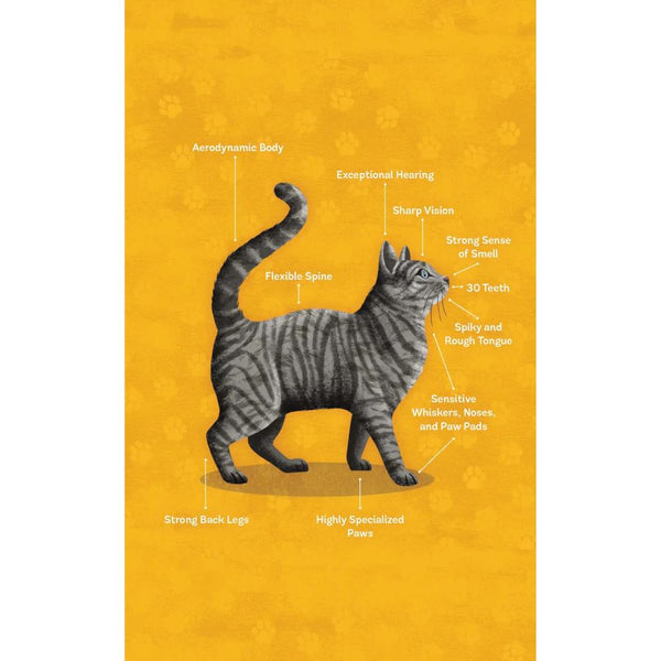 This Is A Book For People Who Love Cats by Eliza Berkowitz