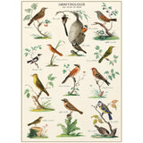 Cavallini Vintage Art Poster - Ornithologie (Ó)