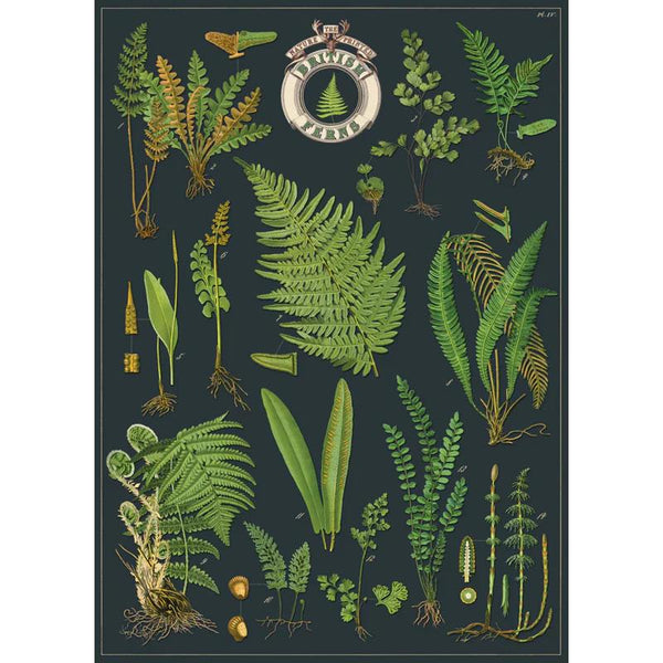 Cavallini Vintage Art Poster - British Ferns (Ó)