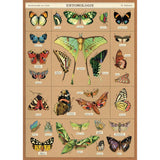 Cavallini Vintage Art Poster - Entomology (Ó)